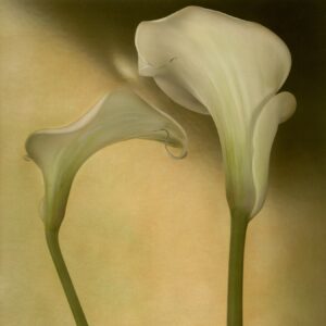 Two white flowers with green stems on a yellow background