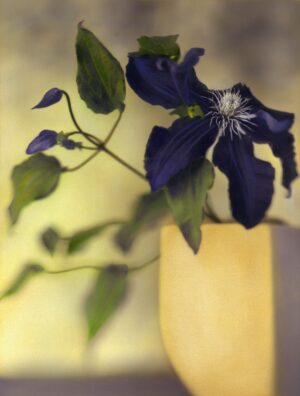 A purple flower is in a yellow vase.