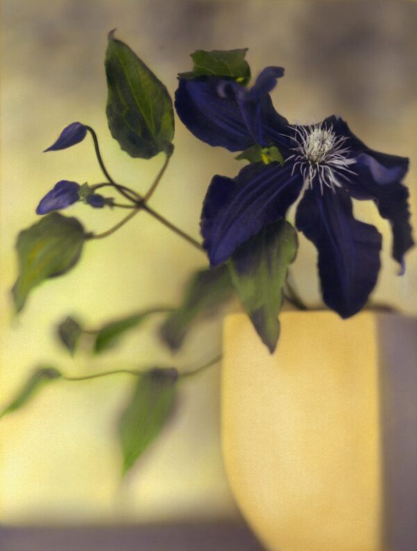 A purple flower is in a yellow vase.