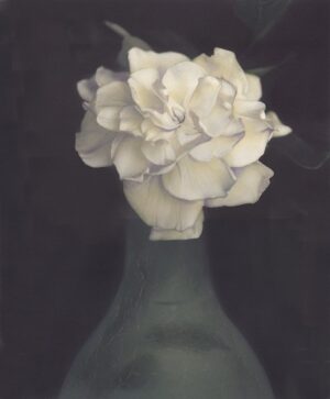 A painting of a white flower in a vase.