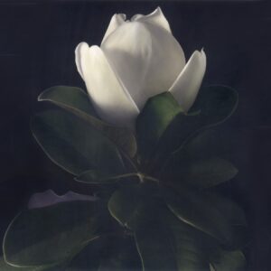 A white flower with green leaves on it.