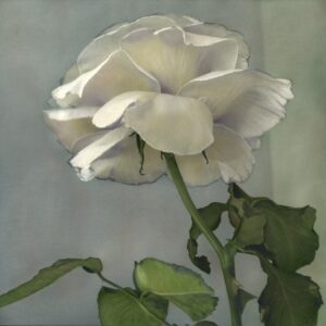 A white rose with green leaves in the background.