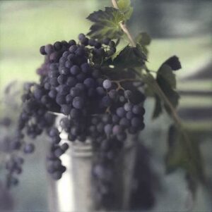 A bunch of grapes in a glass vase