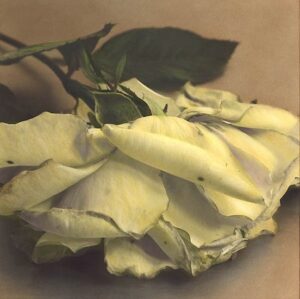 A white rose with green leaves on the table.