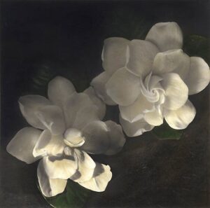 Two white flowers with green leaves on a dark background.