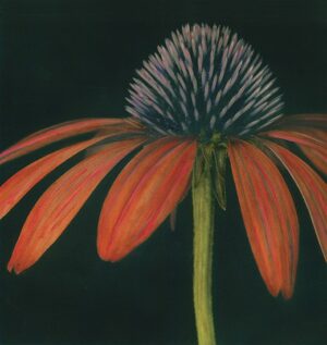 A close up of the flower with purple petals.