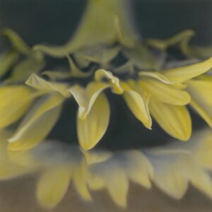 A close up of the petals and leaves of a flower.