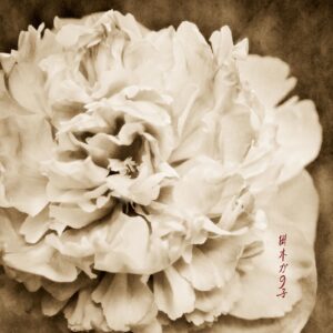 A close up of the flower in sepia tone.