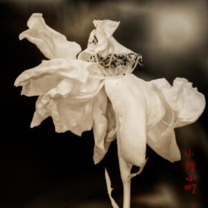 A black and white photo of a flower with a crown on it.