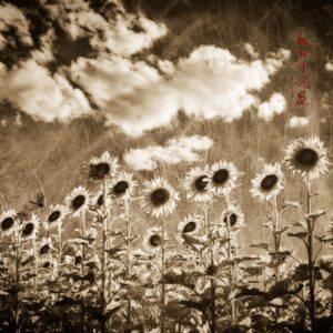 A field of sunflowers under cloudy skies.