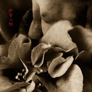 A close up of the petals of an orchid