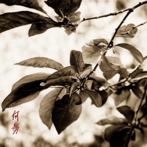 A close up of leaves on a tree branch