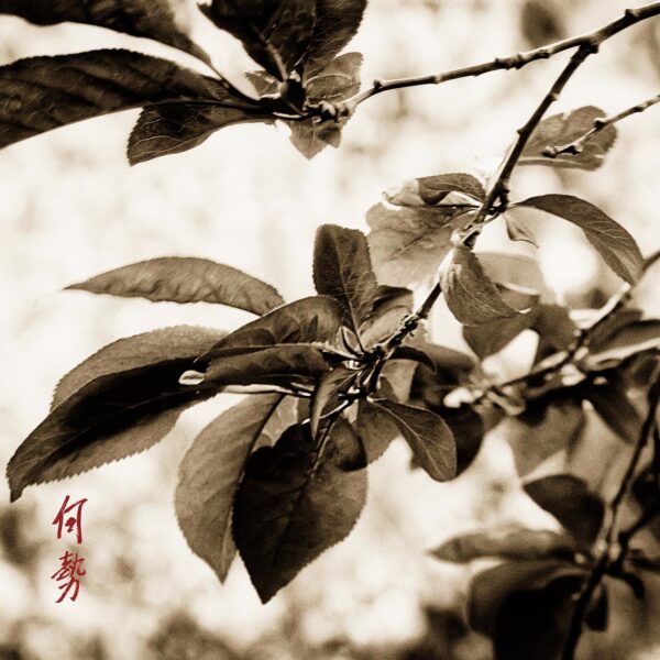 A close up of leaves on a tree branch