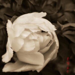 A white rose sitting on top of some green leaves.