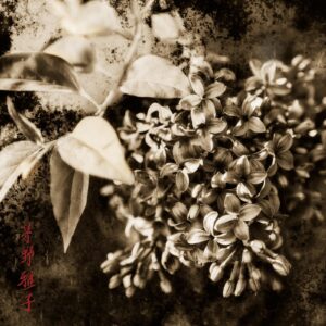A black and white photo of flowers in sepia.