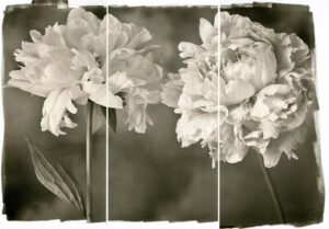 A black and white photo of flowers in the sun.