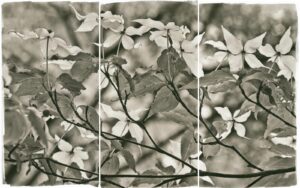A black and white photo of leaves on a tree.