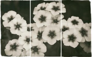 A black and white photo of flowers in the dark.