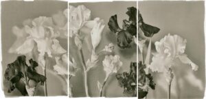 A black and white photo of flowers in the middle.