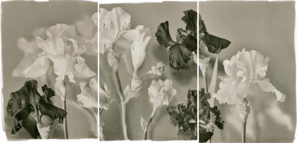 A black and white photo of flowers in the middle.
