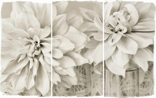 A black and white photo of flowers in a room.