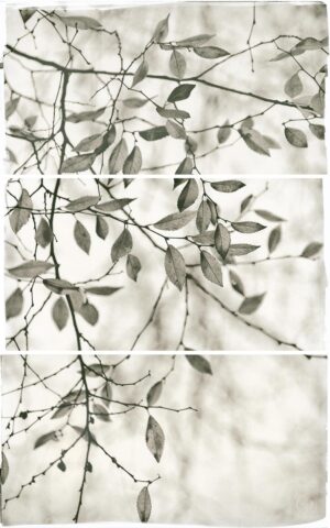 A black and white photo of leaves on a tree.
