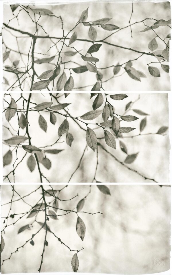 A black and white photo of leaves on a tree.