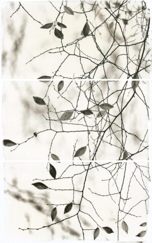A black and white photo of leaves on branches.