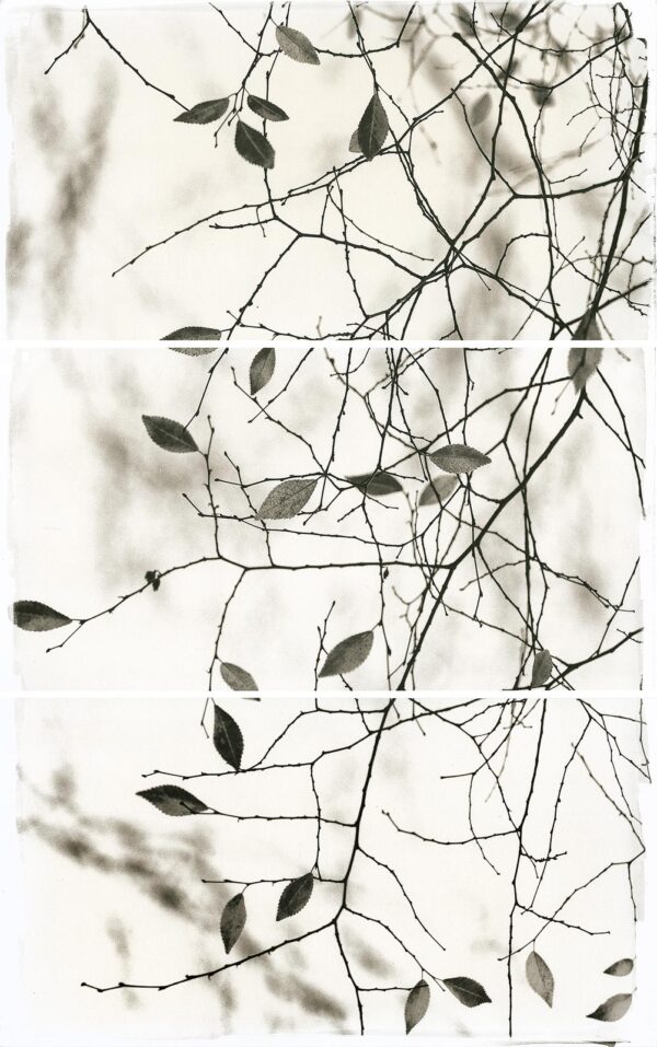 A black and white photo of leaves on branches.