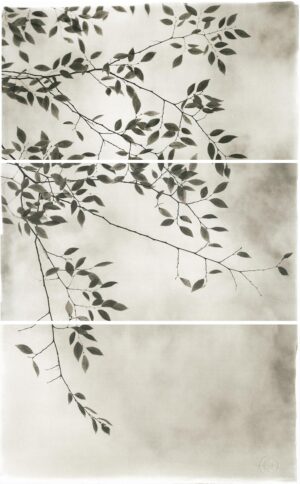 A black and white photo of leaves on a tree