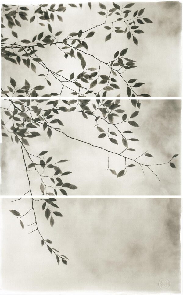 A black and white photo of leaves on a tree