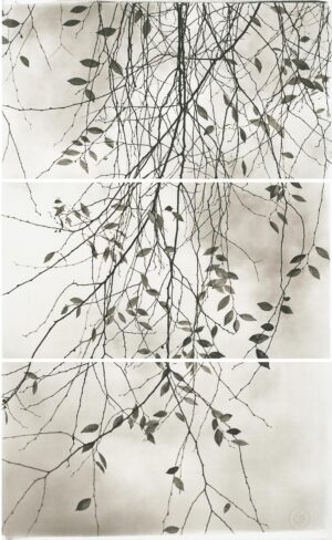 A tree branch with leaves hanging from it's branches.