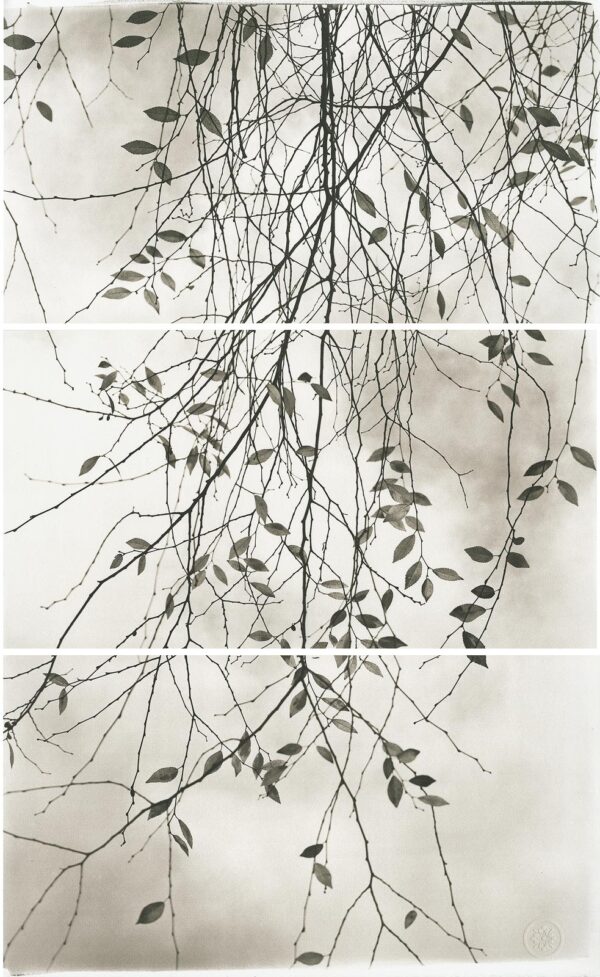 A tree branch with leaves hanging from it's branches.