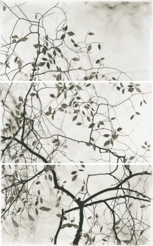 A tree branch with leaves on it's branches.