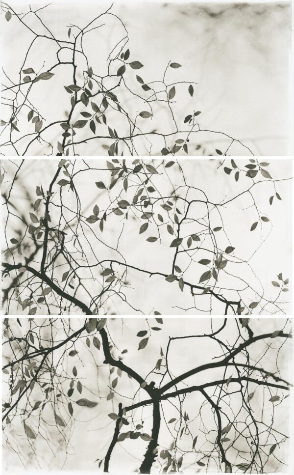 A tree branch with leaves on it's branches.