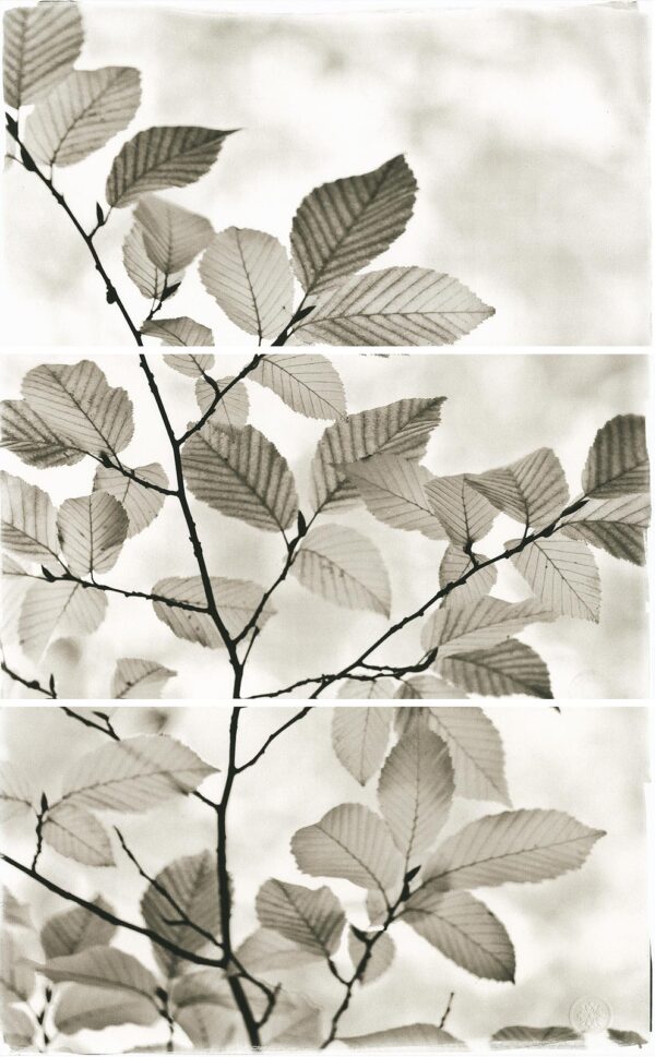 A black and white photo of leaves on a tree.