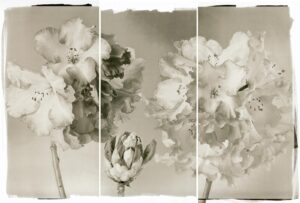 A black and white photo of flowers in a vase.