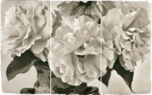 A black and white photo of flowers in bloom.