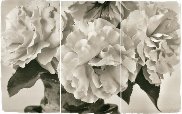 A black and white photo of flowers in bloom.