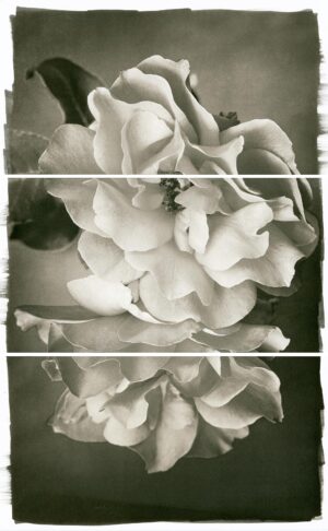 A black and white photo of flowers in three different stages.