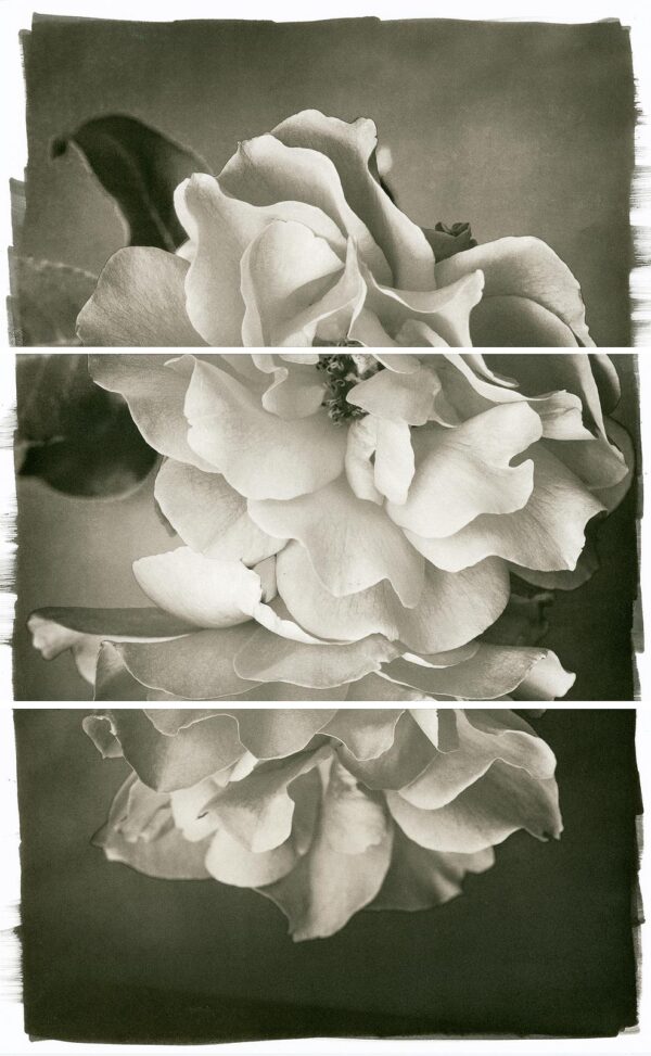 A black and white photo of flowers in three different stages.