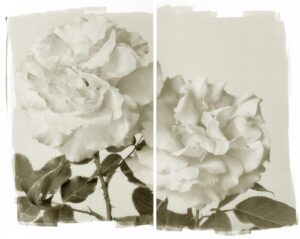 Two white roses are shown in a black and white photo.