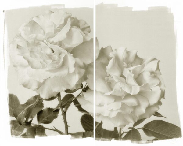 Two white roses are shown in a black and white photo.