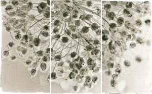 A black and white photo of flowers in the wind.