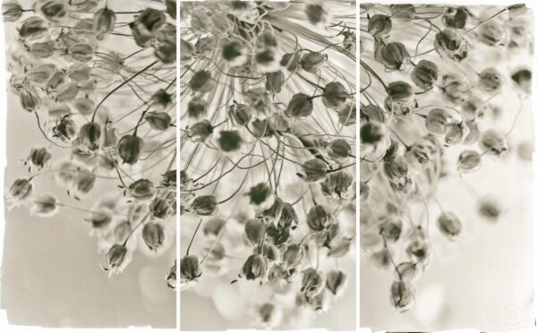 A black and white photo of flowers in the wind.
