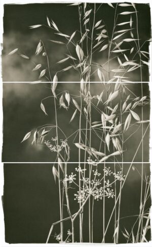 A black and white photo of plants in the grass.