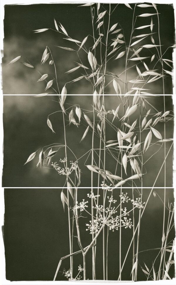 A black and white photo of plants in the grass.