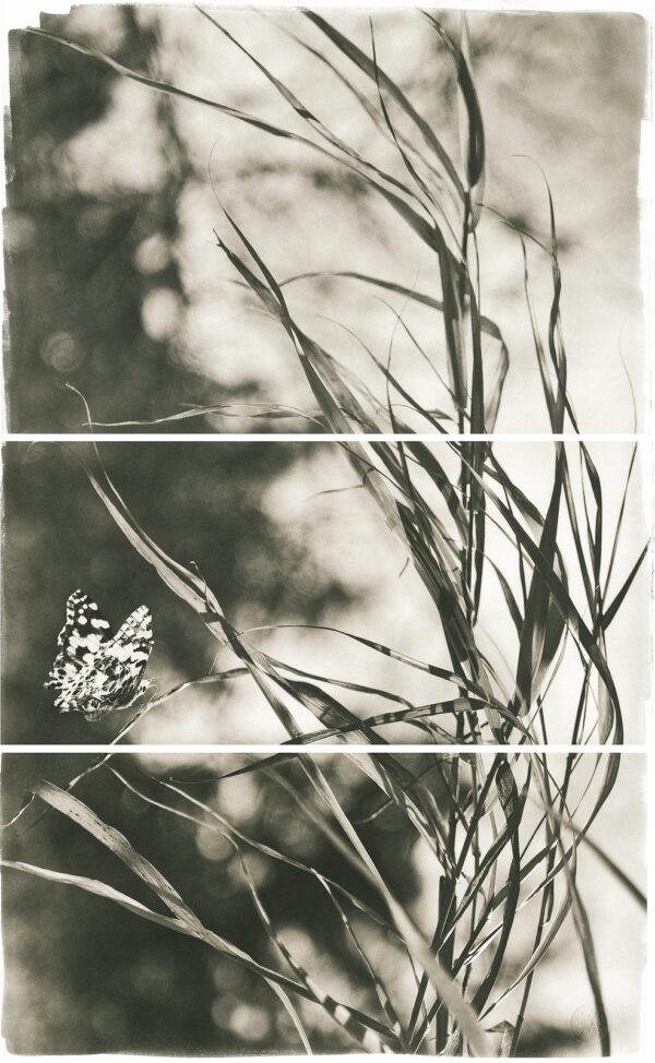 A butterfly sitting on top of grass in the middle of three pictures.
