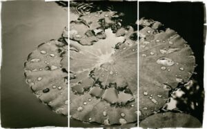 A black and white photo of water drops on the leaves.