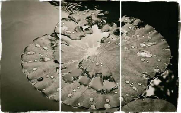 A black and white photo of water drops on the leaves.